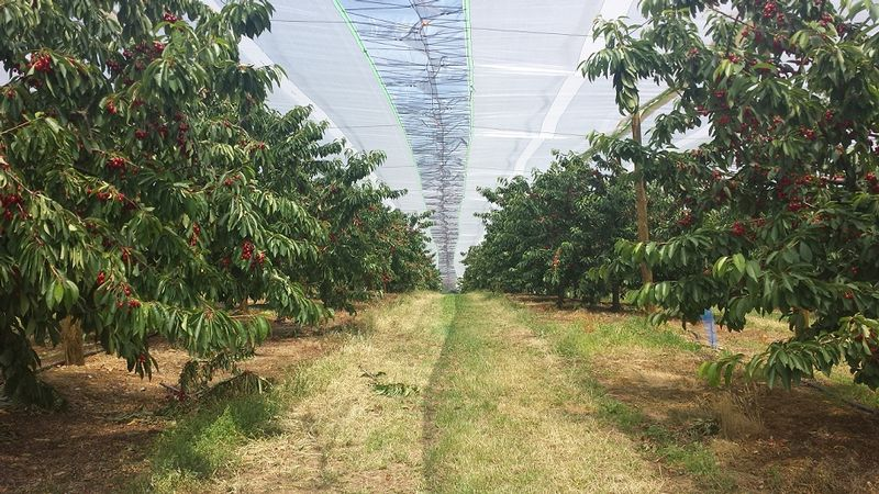 Filet_élastiques-grêle