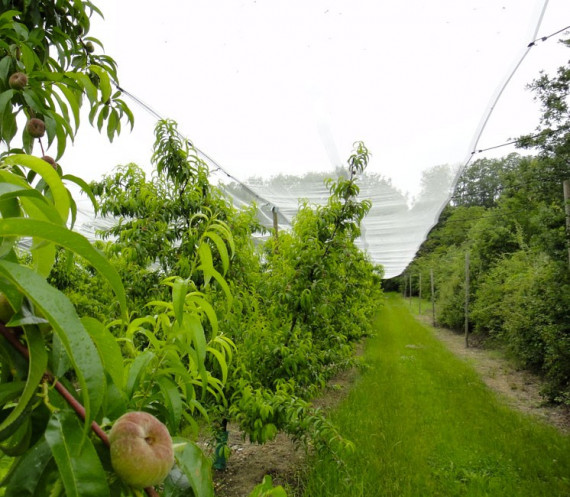 filet-anti-grele-au-metre (1)